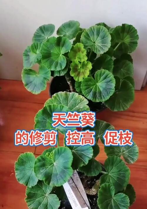 天竹葵摘心打顶的正确时间与方法（重要的园艺技术让天竹葵健康成长）