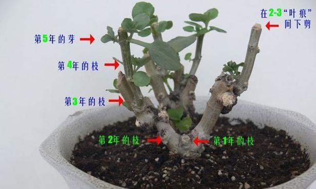天竹葵摘心打顶的正确时间与方法（重要的园艺技术让天竹葵健康成长）