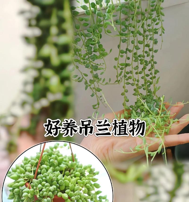 多肉佛珠的养殖方法和注意事项（掌握这些技巧，让佛珠长势更旺！）