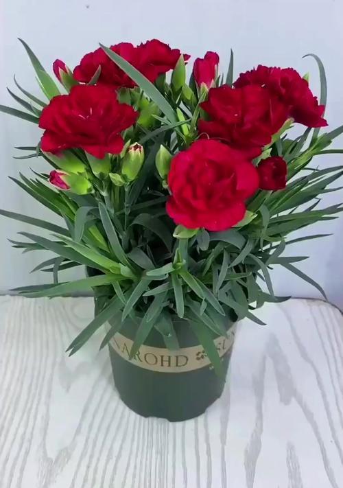 康乃馨的种植和养护技巧（从选择到繁殖，教你轻松打造美丽花园）
