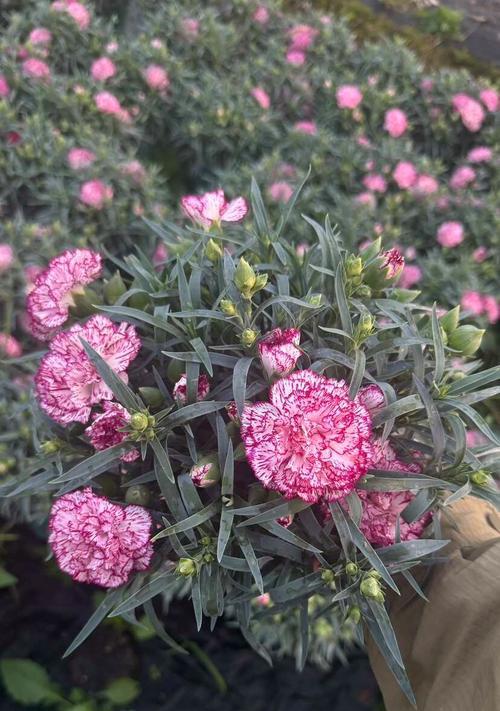 康乃馨的种植和养护技巧（从选择到繁殖，教你轻松打造美丽花园）