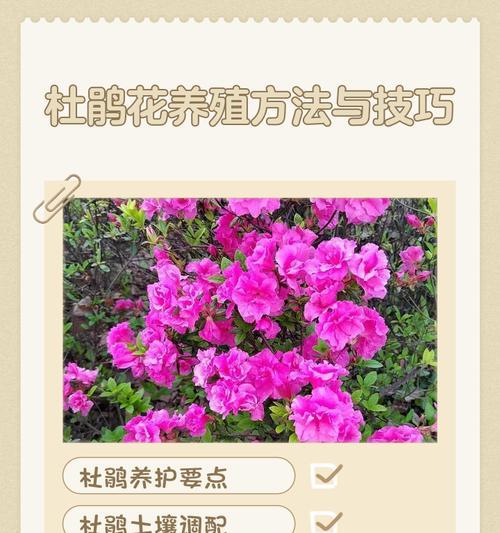 盆栽杜鹃花的浇水技巧与方法（掌握这些小技巧，让你的杜鹃花健康茁壮成长）