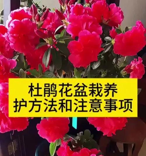 盆栽杜鹃花的浇水技巧与方法（掌握这些小技巧，让你的杜鹃花健康茁壮成长）