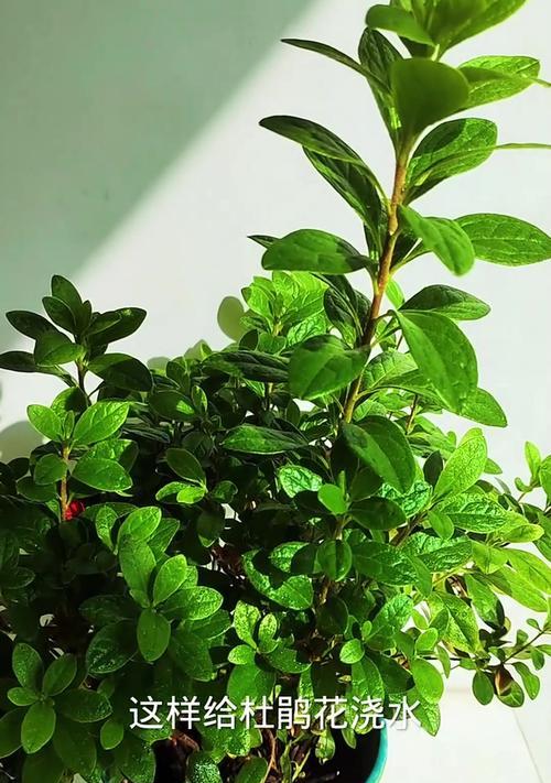 盆栽杜鹃花的浇水技巧与方法（掌握这些小技巧，让你的杜鹃花健康茁壮成长）