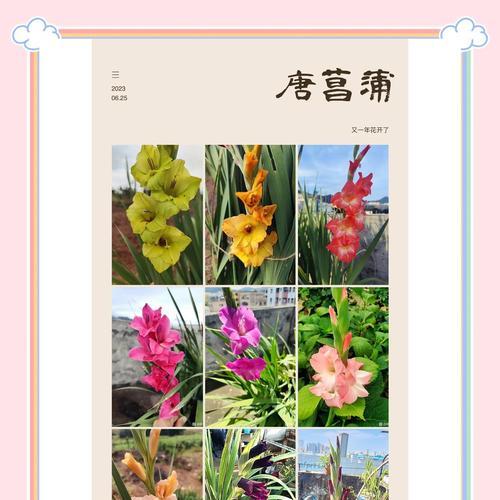 剑兰开花的周期与方法（了解剑兰开花的规律，让花开得更美丽）
