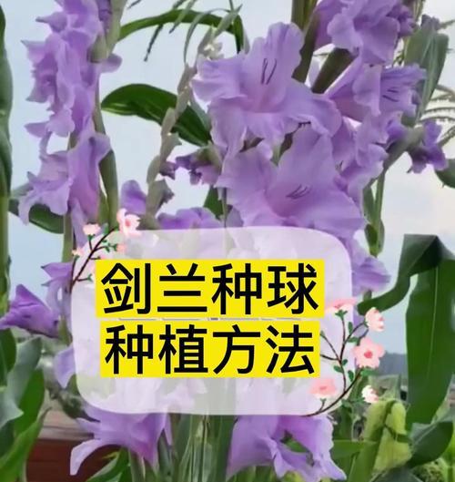 剑兰开花的周期与方法（了解剑兰开花的规律，让花开得更美丽）