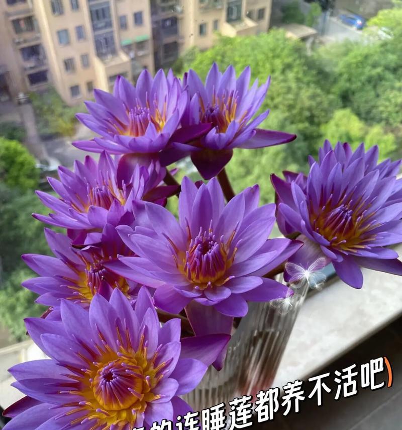 秋天也有花香——睡莲开花的秘密（秋季睡莲开花时间、睡莲开花原因、睡莲开花的美丽景象）