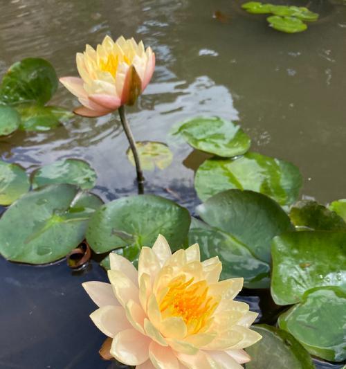 秋天也有花香——睡莲开花的秘密（秋季睡莲开花时间、睡莲开花原因、睡莲开花的美丽景象）