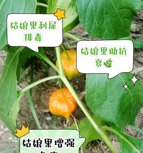 如何收集和保存姑娘果种子？（教你步步为营，让你轻松拥有纯正的姑娘果种子！）