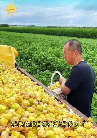 如何收集和保存姑娘果种子？（教你步步为营，让你轻松拥有纯正的姑娘果种子！）