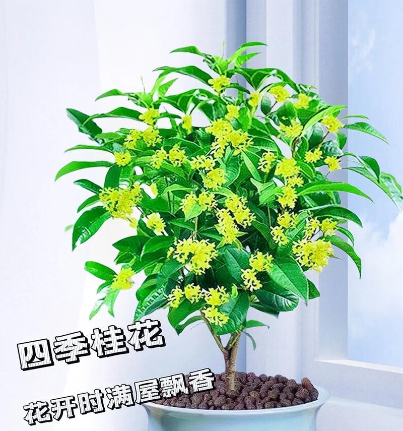 吉祥如意的养殖方法与注意事项（让幸福在家门口“噼里啪啦”——吉祥如意的养殖技巧）