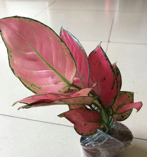 吉祥如意的养殖方法与注意事项（让幸福在家门口“噼里啪啦”——吉祥如意的养殖技巧）