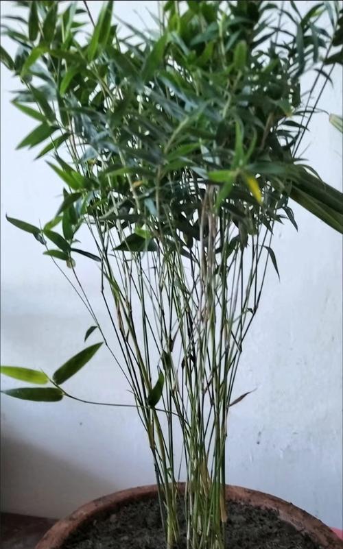 凤尾竹的浇水周期（掌握凤尾竹的浇水技巧，让您的凤尾竹茁壮成长）