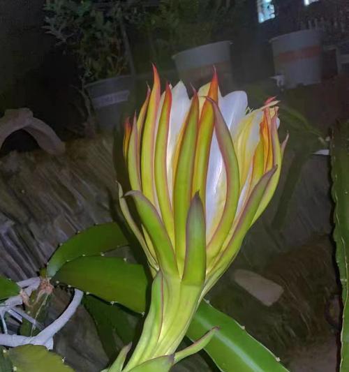火龙果树几年能结果？种植多长时间可以丰收？（种火龙果树需要的耐心和技巧，几年后才能看到收获？）