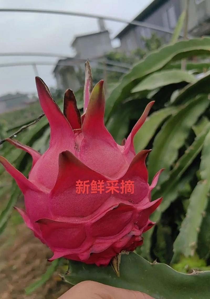 火龙果树几年能结果？种植多长时间可以丰收？（种火龙果树需要的耐心和技巧，几年后才能看到收获？）