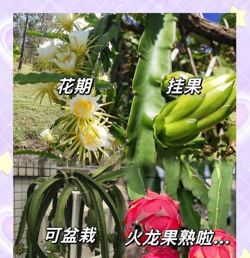 火龙果树几年能结果？种植多长时间可以丰收？（种火龙果树需要的耐心和技巧，几年后才能看到收获？）