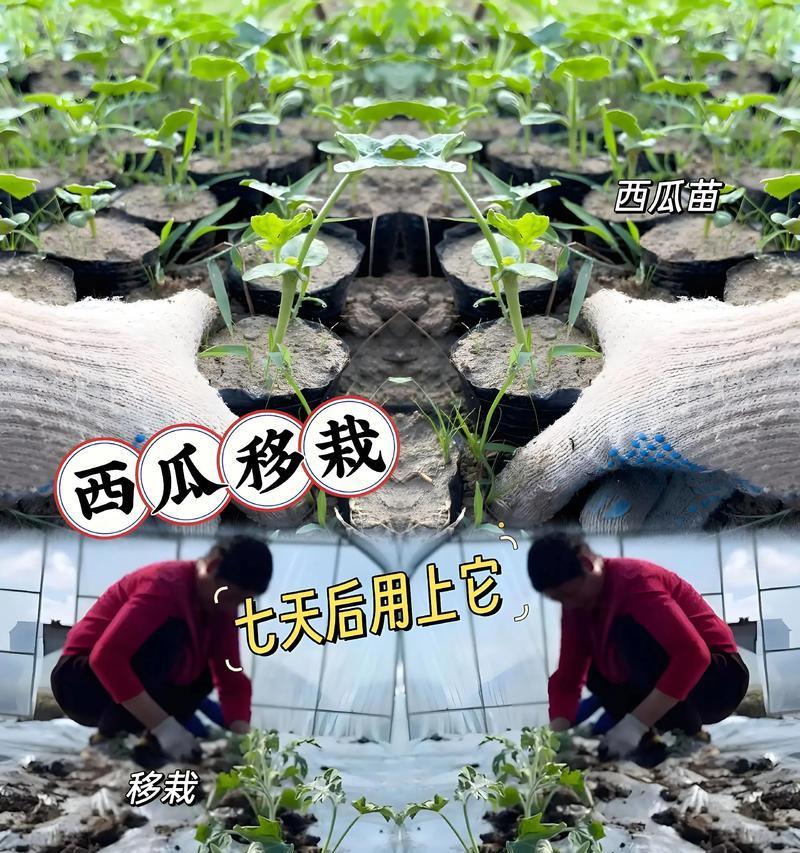 反季节西瓜的种植时间（选择适合的月份，让反季节西瓜生长更加旺盛）