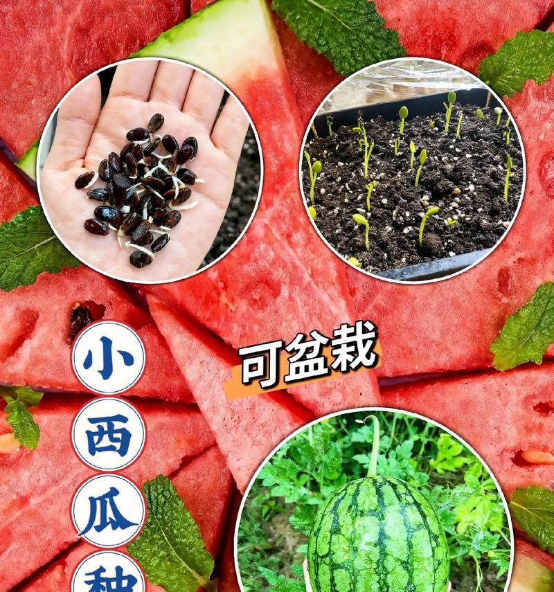 反季节西瓜的种植时间（选择适合的月份，让反季节西瓜生长更加旺盛）