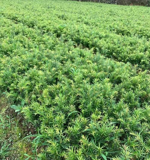 红豆杉的剪枝时间（合适的时间、技巧与注意事项）