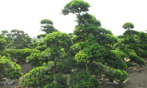 红豆杉的剪枝时间（合适的时间、技巧与注意事项）