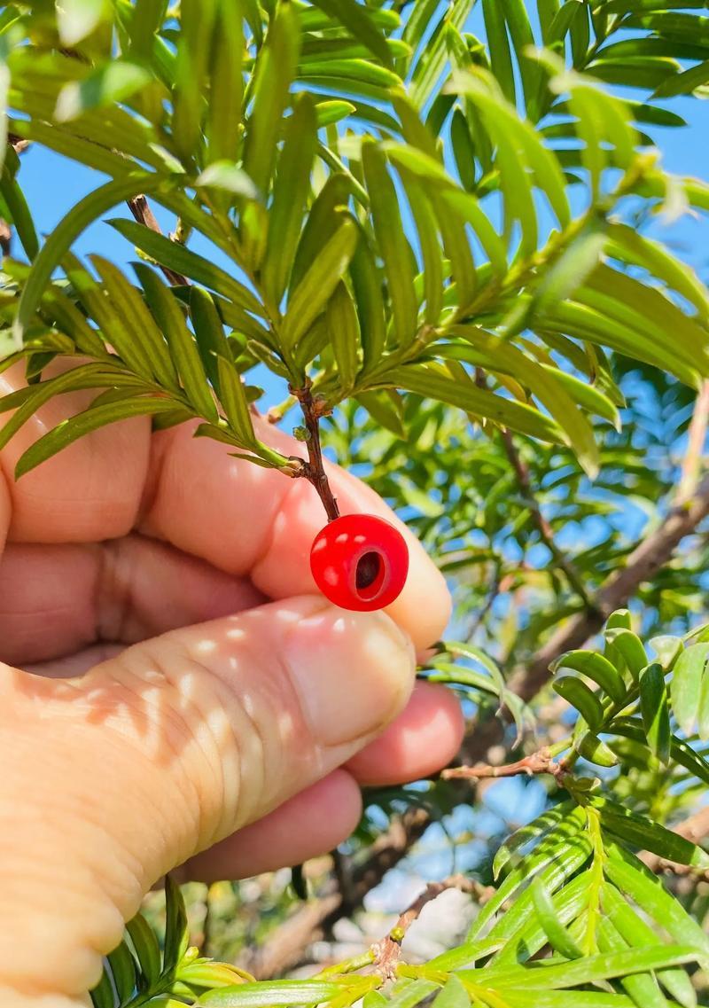 红豆杉的剪枝时间（合适的时间、技巧与注意事项）