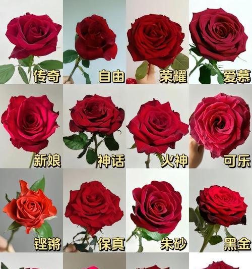 探寻玫瑰花的世界（探寻玫瑰花的世界）