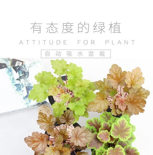 家里养矾根的好处（矾根的种植及养护技巧）