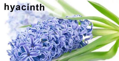 藤蔓月季为什么不开花（探究藤蔓月季开花问题的原因及解决方法）