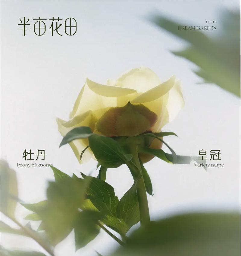 牡丹——中国传统文化中的尊贵象征（解析牡丹在不同时期的象征意义与文化价值）