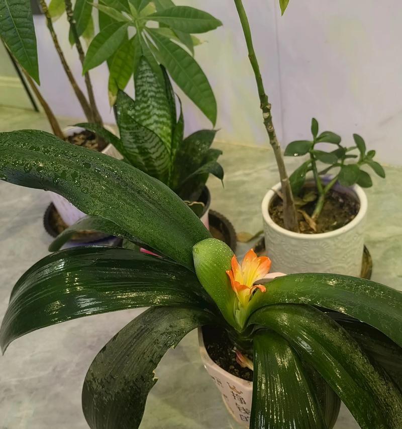 君子兰开花的寓意与好兆头（揭开君子兰花开的奥秘，探究花朵背后蕴含的深刻含义）