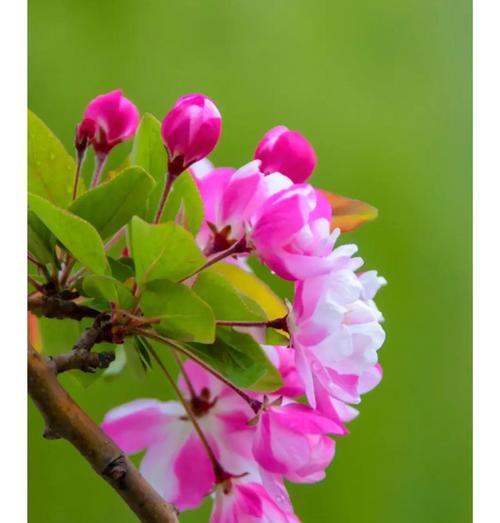 青苔的生长环境条件与特点（探寻青苔的生长秘密，让环境更适合青苔生长）