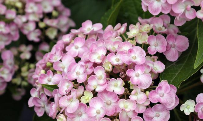 探秘绣球花属于什么植物类型（了解绣球花的分类和特点）