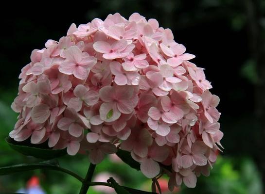 探秘绣球花属于什么植物类型（了解绣球花的分类和特点）