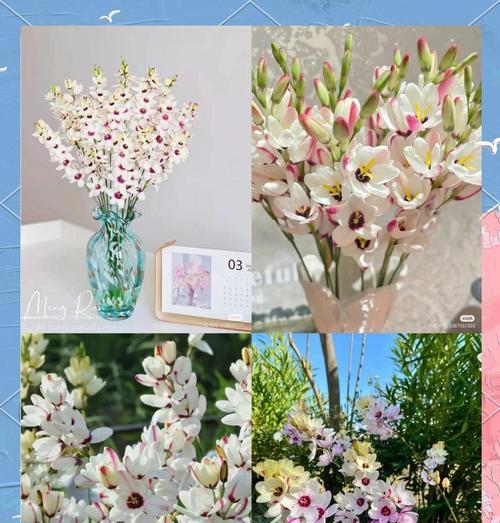 玉米百合能否复花（探究玉米百合植物的生长特性和复花机制）