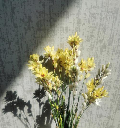 玉米百合能否复花（探究玉米百合植物的生长特性和复花机制）