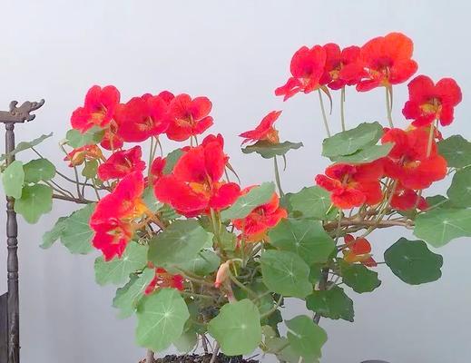旱金莲的种植与养护（从选苗到施肥，全面解析旱金莲的养殖方法）