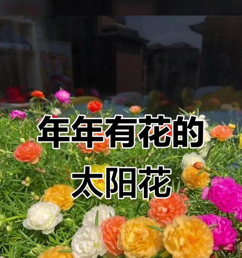太阳花到底有没有香味？（揭秘太阳花的香味真相，解释令人困惑的疑问）