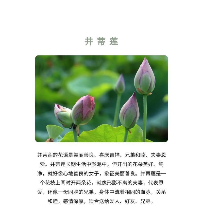 并蒂莲的花语及其深刻寓意（揭示并蒂莲背后的文化内涵，让我们认识它更深层次的含义）