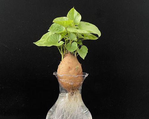 红薯盆栽养护指南（如何种植发芽的红薯？多久换一次水合适？）