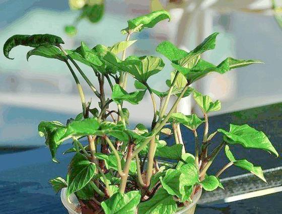 红薯盆栽养护指南（如何种植发芽的红薯？多久换一次水合适？）