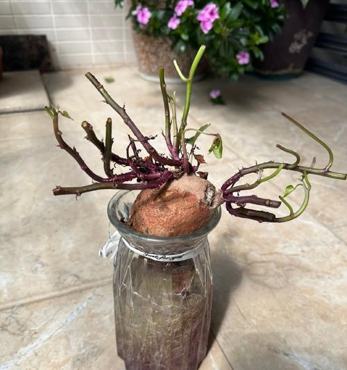红薯盆栽养护指南（如何种植发芽的红薯？多久换一次水合适？）