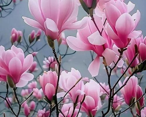 玉兰花的养殖方法和注意事项（打造美丽庭院的必备花卉，玉兰花的关键要素！）