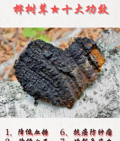 白桦茸的功效与作用（强化免疫、滋阴润肺、预防癌症）