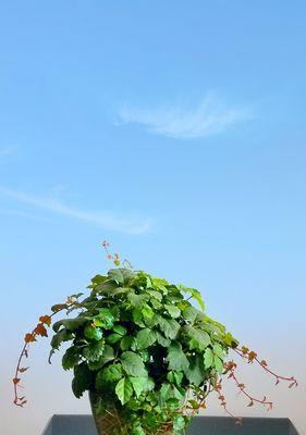 爬山虎盆栽的养殖技巧（家庭种植爬山虎，打造自然绿色生活）