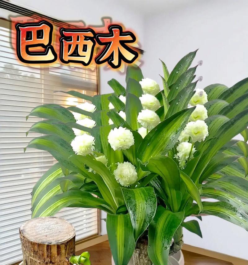 巧克力色彩的巴西木（了解巴西木的生长特点和毒性，让你安心养植）