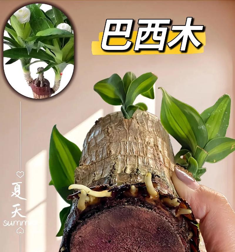 巧克力色彩的巴西木（了解巴西木的生长特点和毒性，让你安心养植）