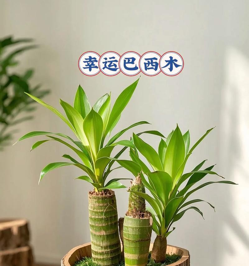 巧克力色彩的巴西木（了解巴西木的生长特点和毒性，让你安心养植）
