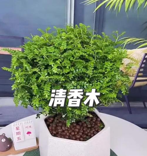 清香木盆景的养护与注意事项（打造迷人的香气芬芳，让清香木盆景长盛不衰）