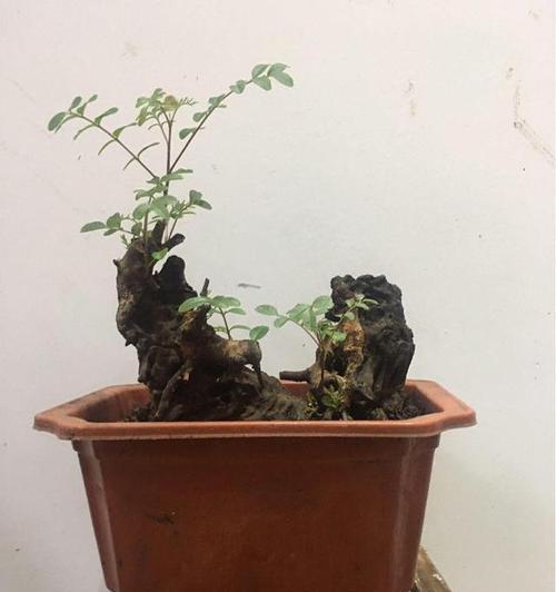 清香木盆景的养护与注意事项（打造迷人的香气芬芳，让清香木盆景长盛不衰）