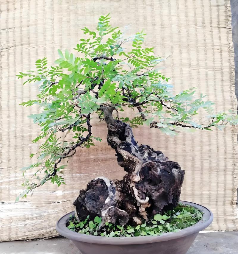 清香木盆景的养护与注意事项（打造迷人的香气芬芳，让清香木盆景长盛不衰）